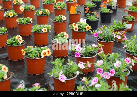 Brême, Allemagne. 26th avril 2023. Les fleurs se trouvent dans la serre d'une pépinière. Malgré une humeur d'achat récemment atténuée parmi les consommateurs, les pépinières dans le nord de l'Allemagne sont optimistes quant au début prochain de la saison pour la vente de literie et de plantes de balcon. Credit: Philip Dulian/dpa/Alay Live News Banque D'Images