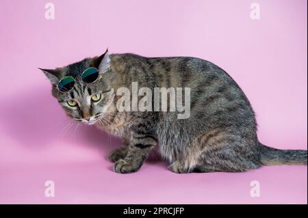 Chat tabby gris en lunettes de soleil sur fond rose. Banque D'Images