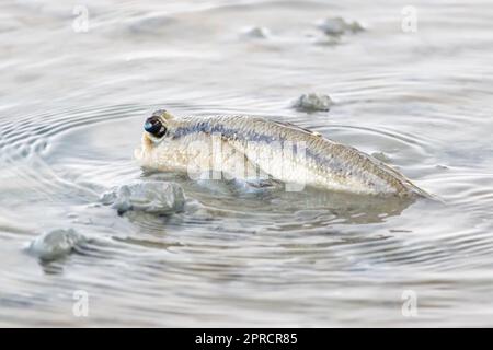 Le mudskipper rampe dans les eaux peu profondes sur la rive, en Thaïlande Banque D'Images