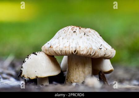 Petit groupe de champignons Banque D'Images