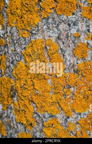 Xanthoria parietina lichen sur l'écorce de l'arbre de peuplier faux-tremble Banque D'Images