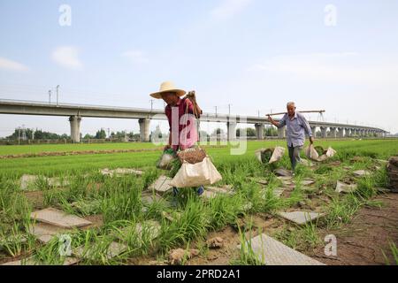 Pékin, province chinoise du Sichuan. 26th avril 2023. Les agriculteurs travaillent dans un champ au village de Yongfeng, dans la ville de Meishan, dans la province du Sichuan, au sud-ouest de la Chine, à 26 avril 2023. Credit: Yao Yongliang/Xinhua/Alay Live News Banque D'Images