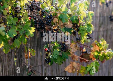 Baies de cassis dans le jardin sur une brousse. Récolte actuelle de groseilles noires près d'une clôture en bambou. Culture de raisins de Corinthe. Branche de cassis dans le jardin. Banque D'Images