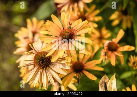 Echinacea 'Big Kahuna' dans le jardin fleuri Banque D'Images