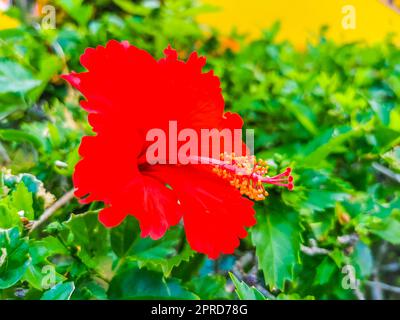 Rouge belle plante d'arbre de fleur d'hibiscus au Mexique. Banque D'Images