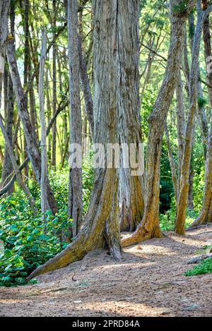 Parc de la plage de soufflet Field - Oahu, Hawaï. Une photo de la célèbre plage hawaïenne - Bellow Field Beach Park, près de Waimanalo, l'île d'Oahu, Hawaï. Banque D'Images