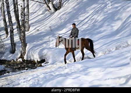 (230427) -- HEMU, 27 avril 2023 (Xinhua) -- Suka fait un cheval pour patrouiller les montagnes dans le village de Hemu à Kanas, dans la région autonome de Xinjiang, au 30 mars 2023, au nord-ouest de la Chine. Hemu Village est situé à Kanas point pittoresque le long du point de départ de l'autoroute nationale G219. Suka, secrétaire du parti du village, dirige les habitants sur le chemin de la revitalisation rurale. Se joindre à l'équipe de chevaux est une source importante de revenus pour les villageois. Chaque membre peut emmener deux chevaux à l'équipe pour fournir des services aux touristes. À l'heure actuelle, 68 des membres de l'équipe ont réduit la pauvreté, et thei Banque D'Images