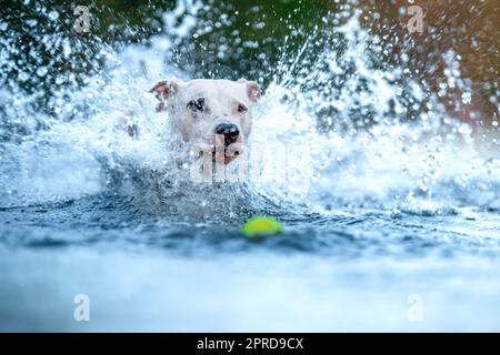 le bull terrier à fosse nage et joue dans l'eau du lac Banque D'Images