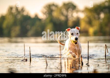 le bull terrier à fosse nage et joue dans l'eau du lac Banque D'Images