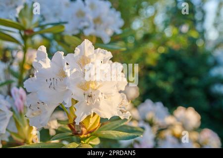 Fleurs de Rhododendron blanc. Une série de Rhododendron blanc dans mon jardin. Banque D'Images