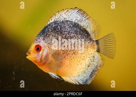 Portrait, gros plan du poisson discus. Discus dans l'aquarium. Banque D'Images