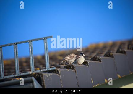 Deux verrous se trouvent sur le bord d'un toit. Banque D'Images