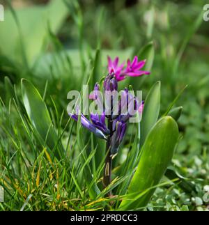 Gros plan de la fleur ouverte de jacinthe. Banque D'Images