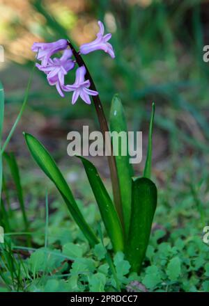 Gros plan de la fleur ouverte de jacinthe. Banque D'Images