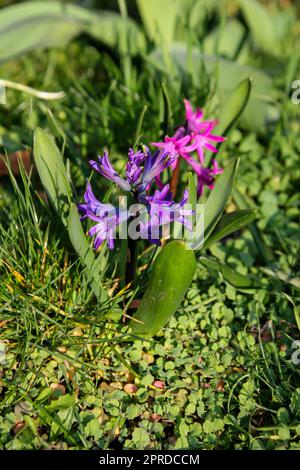 Gros plan de la fleur ouverte de jacinthe. Banque D'Images