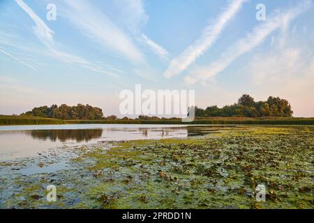 Lac de surface avec des plantes Banque D'Images