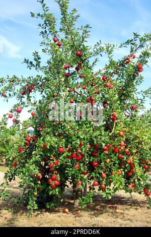 Récolte riche sur le pommier Banque D'Images