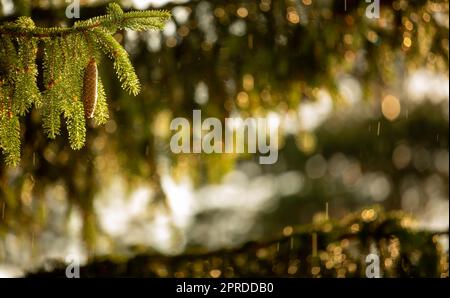 Téléobjectif image compressée d'un pin avec des gouttes d'eau brillantes après la pluie estivale. Fond vert naturel. Humidité et humidité dans la nature concept Banque D'Images