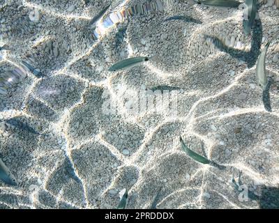 Poissons dans la mer de ​​Cala Mariolu Sardaigne Banque D'Images