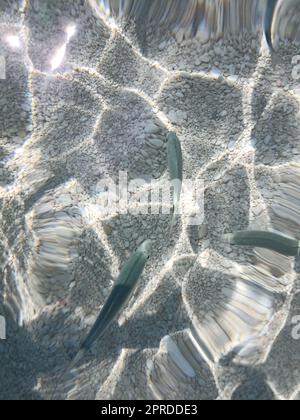 Poissons dans la mer de ​​Cala Mariolu Sardaigne Banque D'Images