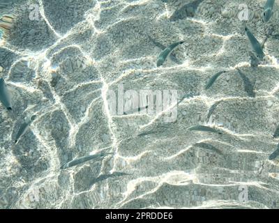 Poissons dans la mer de ​​Cala Mariolu Sardaigne Banque D'Images