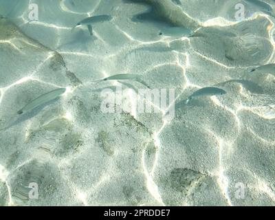 Poissons dans la mer de ​​Cala Mariolu Sardaigne Banque D'Images