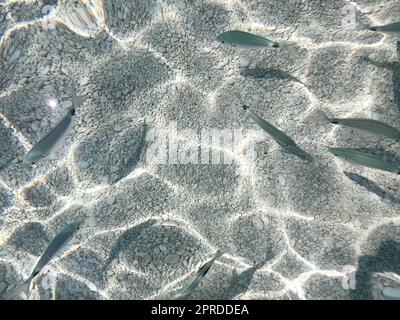 Poissons dans la mer de ​​Cala Mariolu Sardaigne Banque D'Images