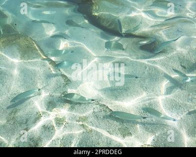 Poissons dans la mer de ​​Cala Mariolu Sardaigne Banque D'Images