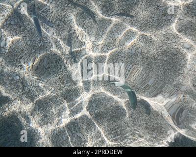 Poissons dans la mer de ​​Cala Mariolu Sardaigne Banque D'Images