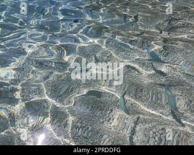 Poissons dans la mer de ​​Cala Mariolu Sardaigne Banque D'Images