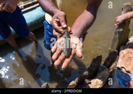 Mains d'un pêcheur au lac Hikkaduwa au Sri Lanka Banque D'Images