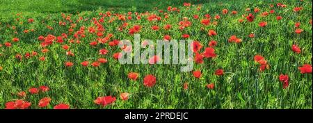 Champs de blé avec coquelicots au début de l'été. Une photo des coquelicots dans la campagne au début de l'été. Banque D'Images