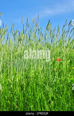 Des coquelicots dans la campagne au début de l'été. Une photo des coquelicots dans la campagne au début de l'été. Banque D'Images