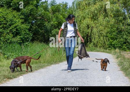 femme marchant avec deux chiens sniffer Banque D'Images