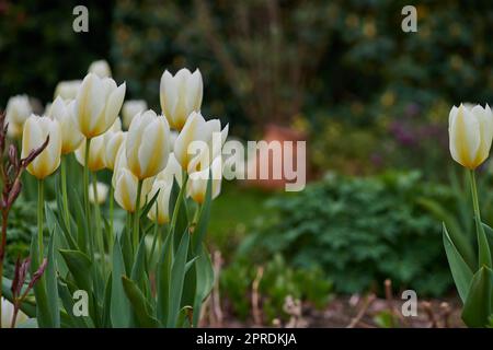 Tulipes dans mon jardin. De magnifiques tulipes dans mon jardin au début du printemps. Banque D'Images