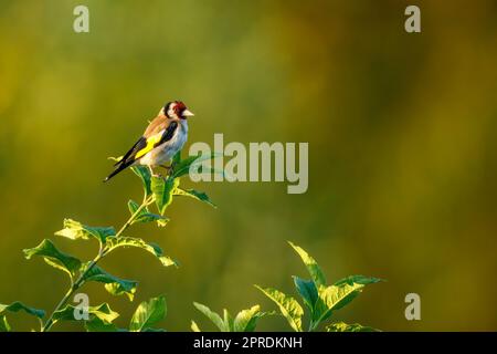 Une famille de goldfinch dans la nature Banque D'Images