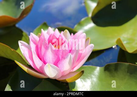 Le nénuphar rose brille dans le dos Banque D'Images