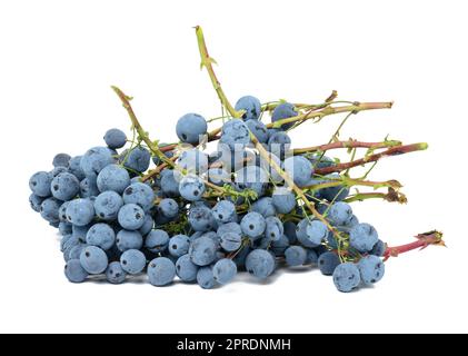 Baies bleues de houx de Mahonia sur fond blanc isolé Banque D'Images