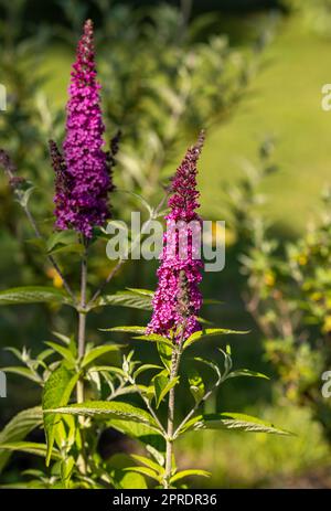 Fleurs fleuries de la buddleja davidi idans un jardin d'été. Fleurs que les papillons aiment Banque D'Images