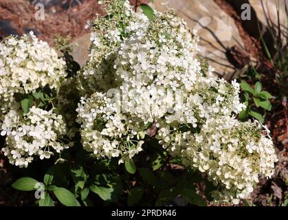 gros plan d'une belle hortensia blanche dans le jardin Banque D'Images