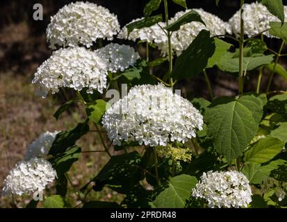 gros plan d'une belle hortensia blanche dans le jardin Banque D'Images