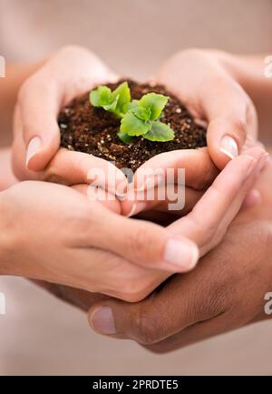 Aimer et prendre soin de la terre, les mains tenant une belle plante poussant du sol. La famille développe la croissance, l'écologie et prend soin de l'environnement pour un avenir sain et durable. Banque D'Images