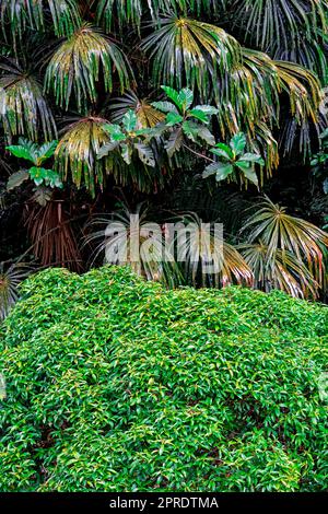 Plantes fantastiques dans la forêt tropicale, Sabah, Bornéo, Malaisie. Banque D'Images