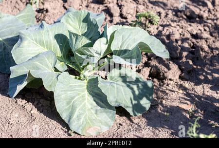 L'agresseur blanc de chou frais pousse dans les lits. Gros plan. Le chou aux feuilles qui s'étendent mûrit dans le jardin. Culture du chou. Chou hybride pour une utilisation fraîche. Banque D'Images