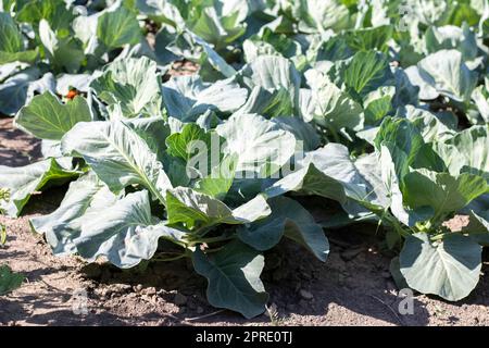 L'agresseur blanc de chou frais pousse dans les lits. Gros plan. Le chou aux feuilles qui s'étendent mûrit dans le jardin. Culture du chou. Chou hybride pour une utilisation fraîche. Banque D'Images