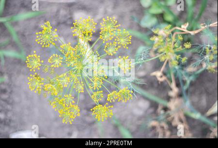 Arrière-plan avec un gros plan de l'ombel de l'aneth. jardin. Aneth parfumé sur un lit dans le jardin. Aneth grandissant. Aneth dans le jardin. Parapluie aromatique plante eurasienne. Banque D'Images