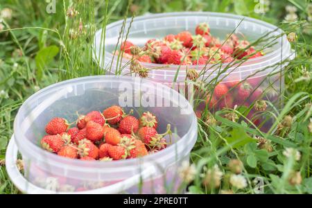 Un seau complet de fraises fraîchement cueillies dans le jardin d'été. Gros plan des fraises dans un panier en plastique. Fruits biologiques et frais sur un marché agricole, dans un seau sur une fraise. Banque D'Images