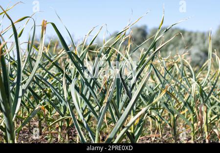 Champ d'ail dans le paysage. Ail biologique cultivé dans la campagne. Champ agricole de la plante d'ail. Le concept de l'agriculture biologique. Un lit d'ail, terre noire lâche dans le jardin. Banque D'Images