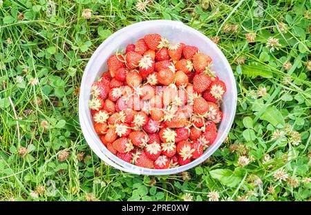 Un seau complet de fraises fraîchement cueillies dans le jardin d'été. Gros plan des fraises dans un panier en plastique. Fruits biologiques et frais sur un marché agricole, dans un seau sur une fraise. pose à plat. Banque D'Images