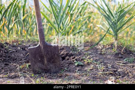 Champ d'ail dans le paysage avec une pelle. Ail biologique cultivé dans la campagne. Champ agricole de la plante d'ail. Le concept de l'agriculture biologique. Un lit d'ail, terre noire lâche. Banque D'Images